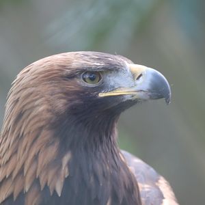 Golden Eagle