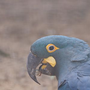 Lear's Macaw