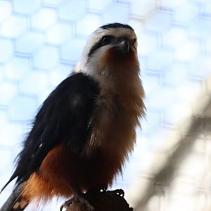 Collared Falconet