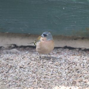 African Chaffinch