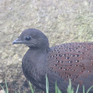 Mountain Peacock-Pheasant