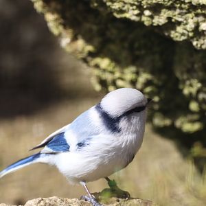 Azure Tit