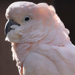 Moluccan Cockatoo