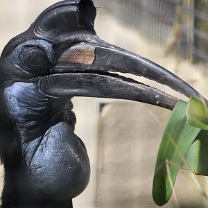 Abyssinian Ground Hornbill, female