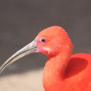 Scarlet Ibis
