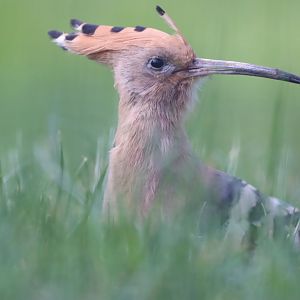 Eurasian Hoopoe