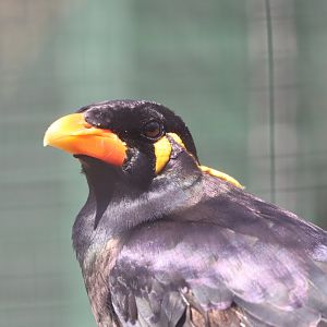 Common Hill Myna