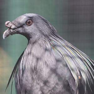 Nicobar Pigeon