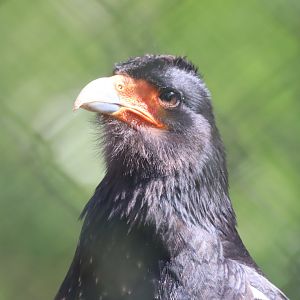 Mountain Caracara