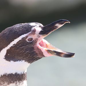 Humboldt Penguin
