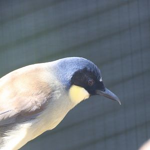 Blue-Crowned Laughingthrush