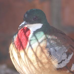 Mindanao Bleeding Heart