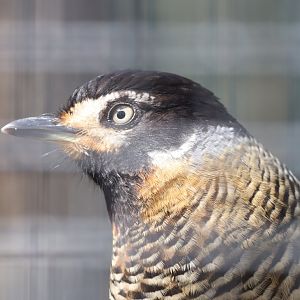 Spotted Laughingthrush