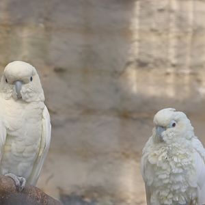 Red-vented Cockatoos