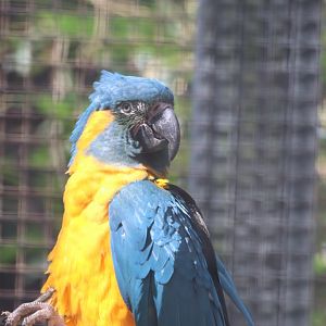 Blue-throated Macaw