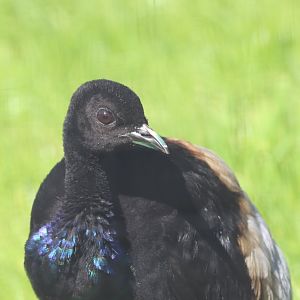 Grey-winged Trumpeter
