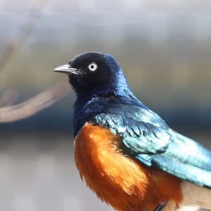 Superb Starling
