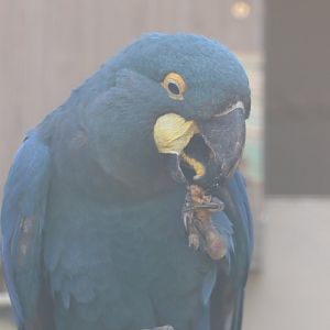 Lear's Macaw
