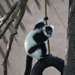 Black and White Ruffed Lemur