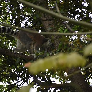 Ring-tailed Lemur