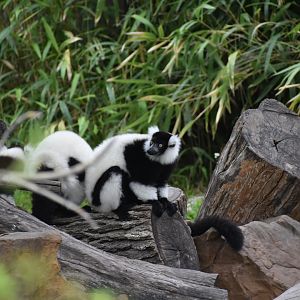 Black and White Ruffed Lemur Group