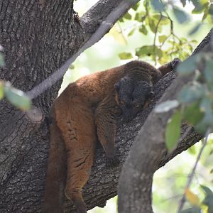 Collared Lemur