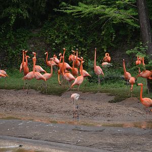 American Flamingo Flock