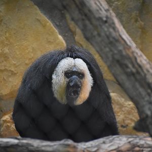 White-faced Saki Monkey