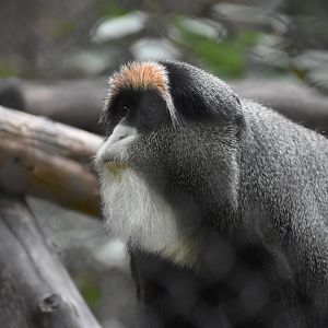 De Brazza's Monkey