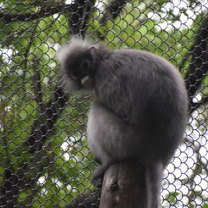 Dusky Leaf Monkey