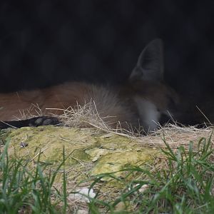 Maned Wolf Sleeping