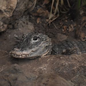 Chinese Alligator