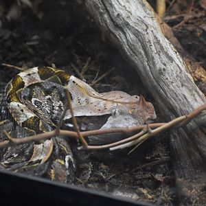 Gaboon Viper