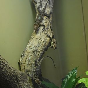 Collared Tree Lizards