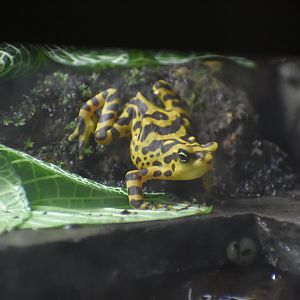 Panamanian Golden Toad