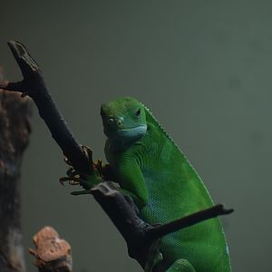Fiji Banded Iguana