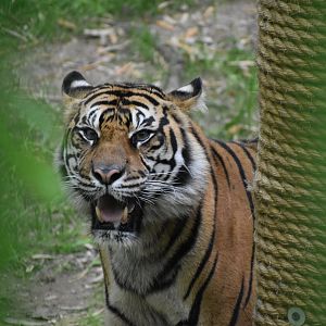 Sumatran Tiger