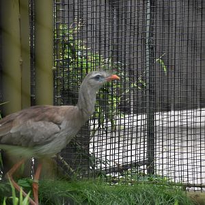 Red-legged Seriema Birds