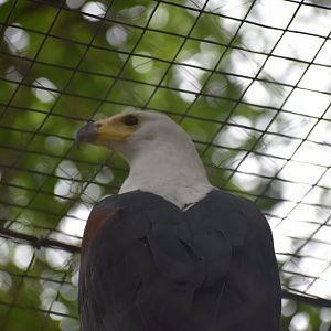 African Fishing Eagle