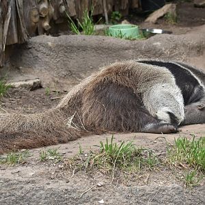 Giant Anteater