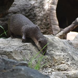 Small-clawed Otter