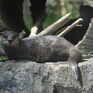 Asian Small-clawed Otter