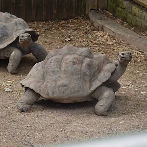 Galapagos Giant Tortoise