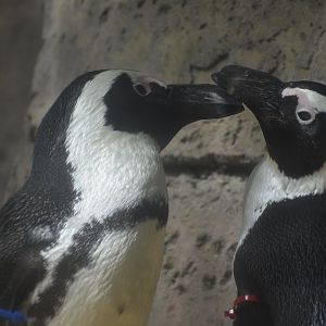 African Penguin