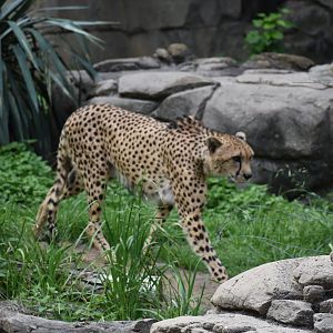 Cheetah Walk