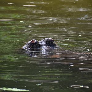 Hippo Nose