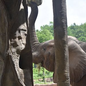 Bull African Bush Elephant Enrichment