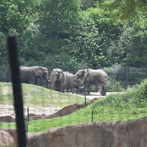African Bush Elephants from Afar