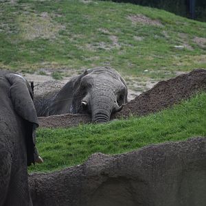 Elephant to Elephant communication