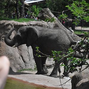 Bull Elephant (right before eclipse totality)